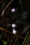 Eastern purple bladderwort